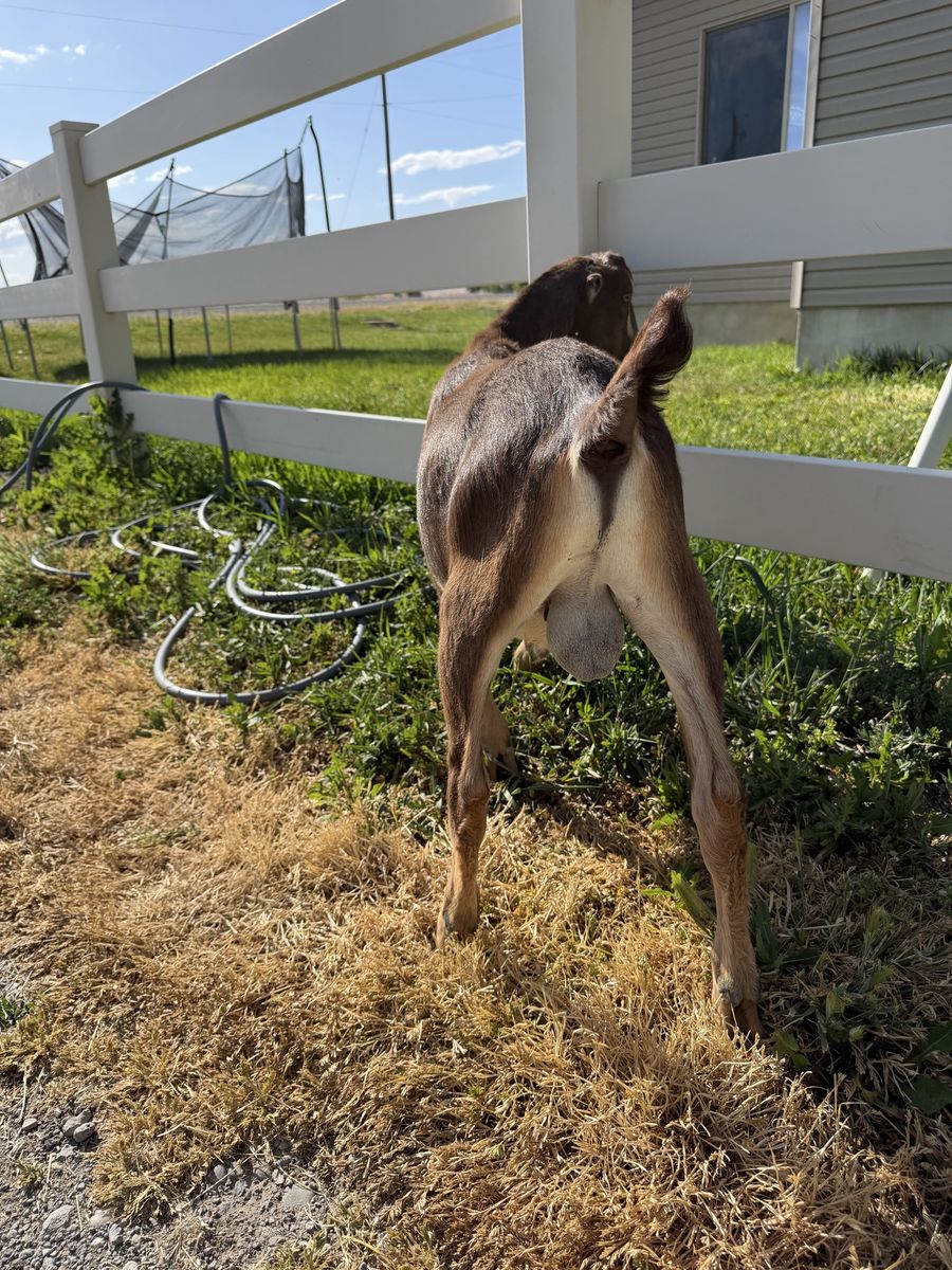 Adga registerable lamancha buckling 