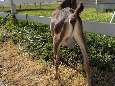Adga registerable lamancha buckling