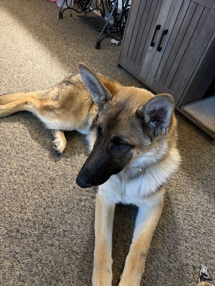 German shepherd