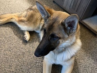 German shepherd