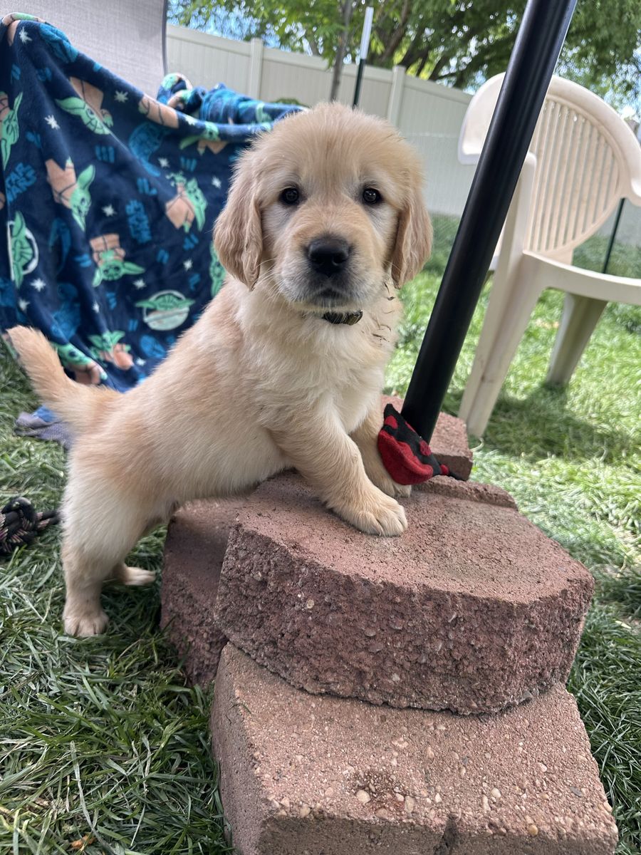 AKC Golden Retriever Puppies