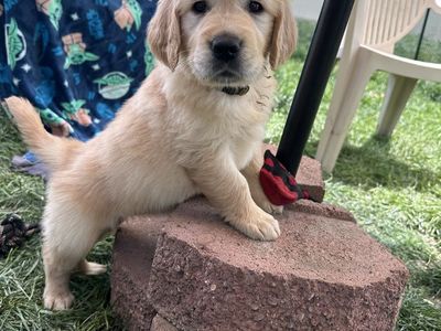 AKC Golden Retriever Puppies