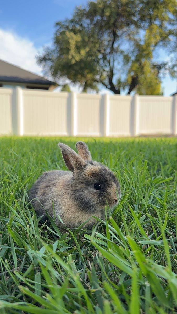 Mixed Angora and Holland Lop Baby Rabbits