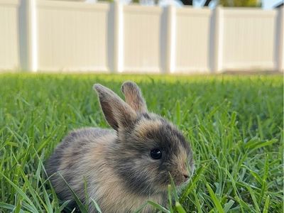Mixed Angora and Holland Lop Baby Rabbits
