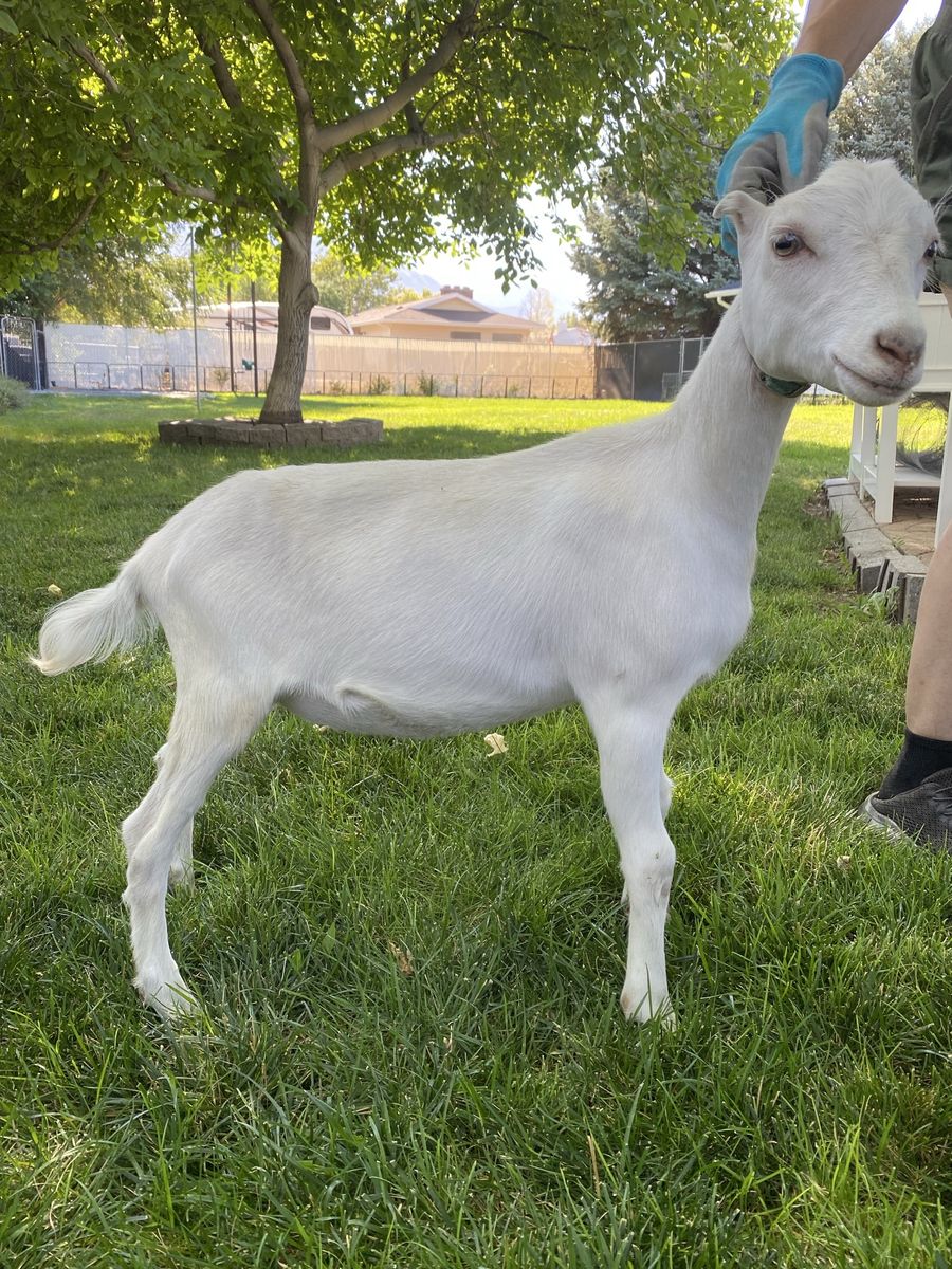 Super Friendly Purebred Saanen and Saanen/LaMancha Doeling Goat Kids