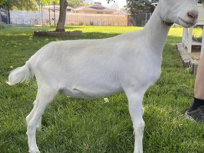 Super Friendly Purebred Saanen and Saanen/LaMancha Doeling Goat Kids