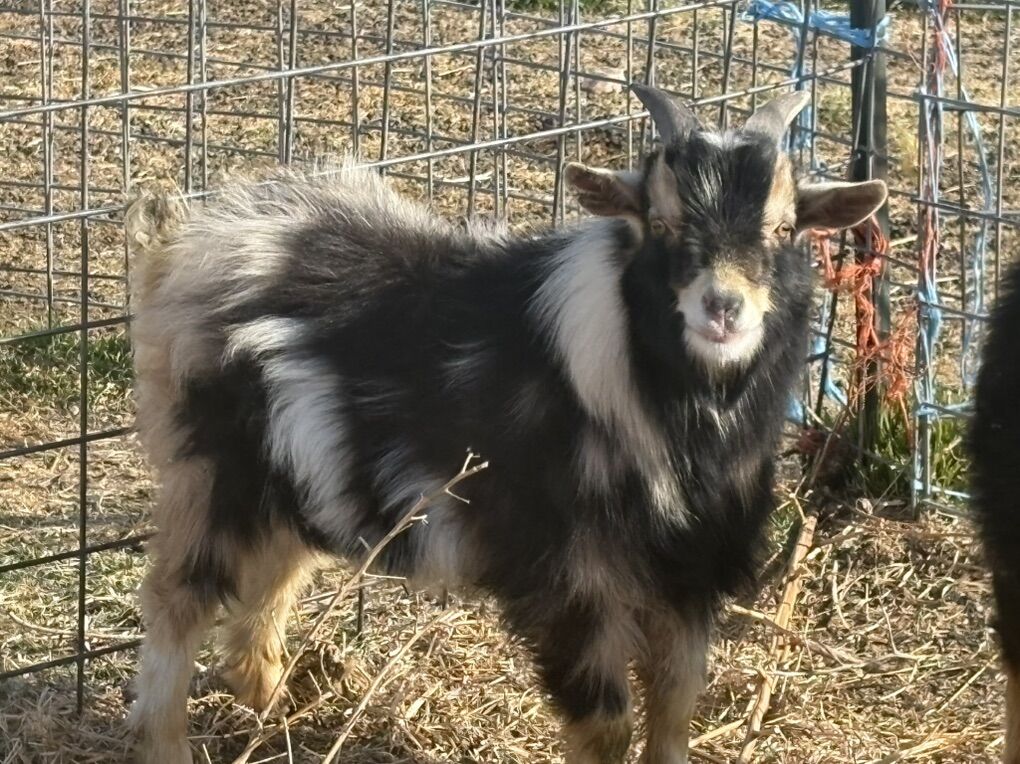 Pygmy/Nigerian Dwarf Mix