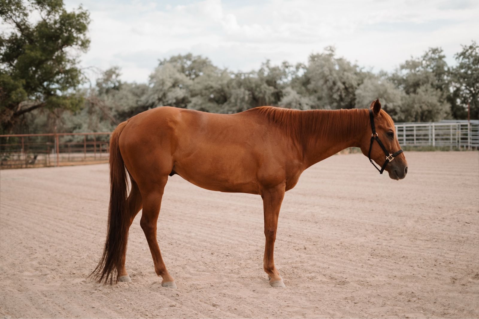 8 Year Old Solid 2D Epic Leader Gelding
