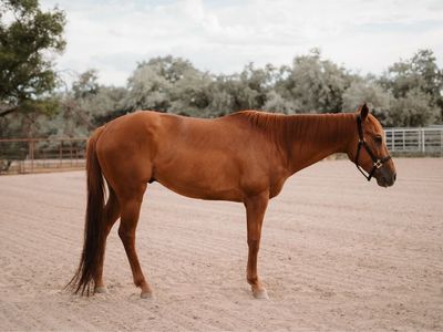8 Year Old Solid 2D Epic Leader Gelding