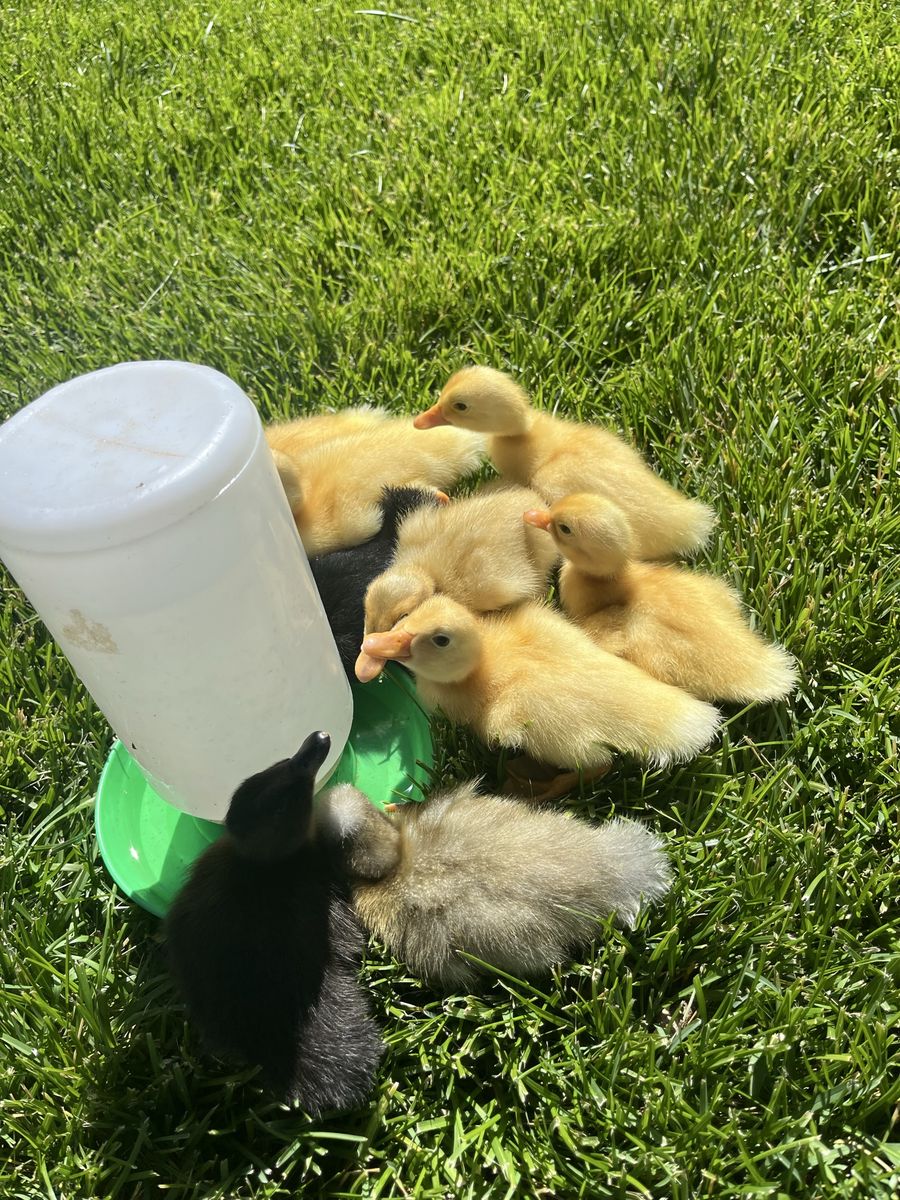 Mix Breed Ducklings, $20 each! a week old and looking for loving home!