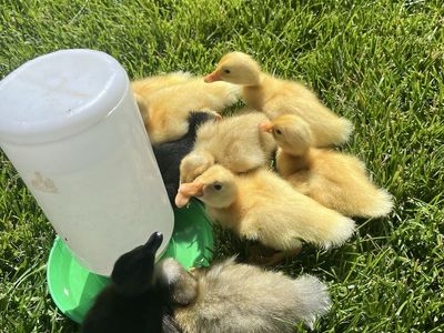 Mix Breed Ducklings, $20 each! a week old and looking for loving home!