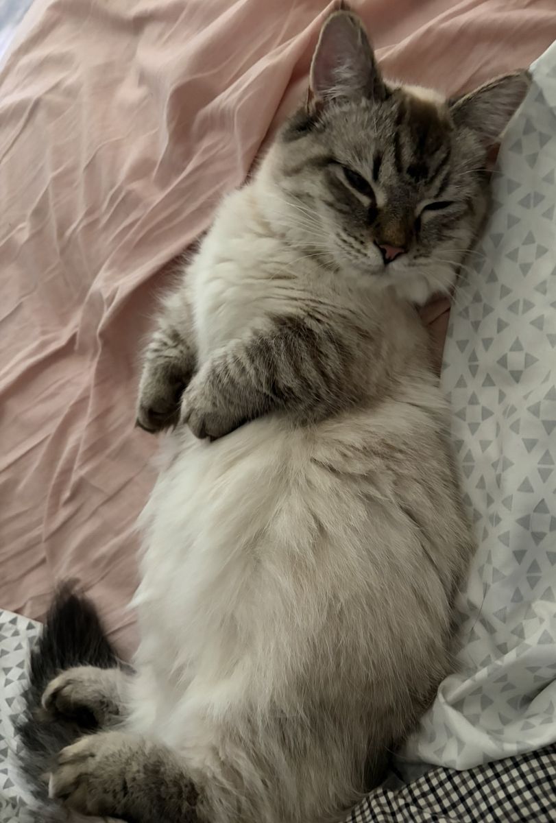 Mini Female Munchkin Dwarf