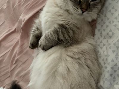 Mini Female Munchkin Dwarf