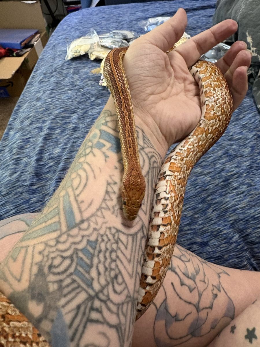 Female cornsnake