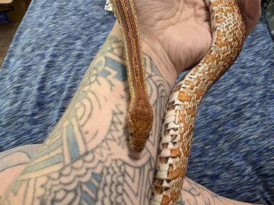 Female cornsnake