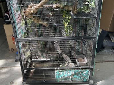 Large reptile habitat