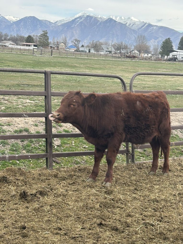3 Red Dexter Steers