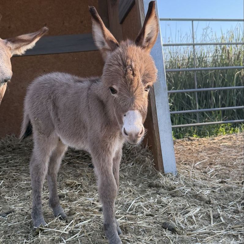 Mini Jack Donkey