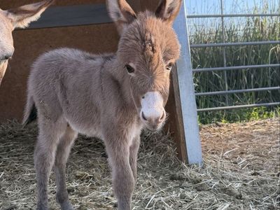 Mini Jack Donkey