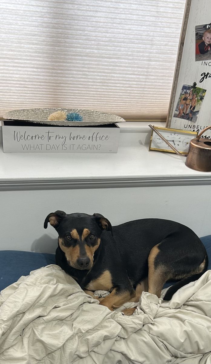 Rottweiler Black Lab mix