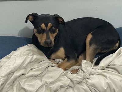 Rottweiler Black Lab mix