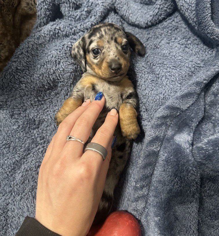 dapple dachshund puppy