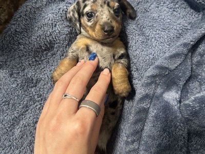 dapple dachshund puppy