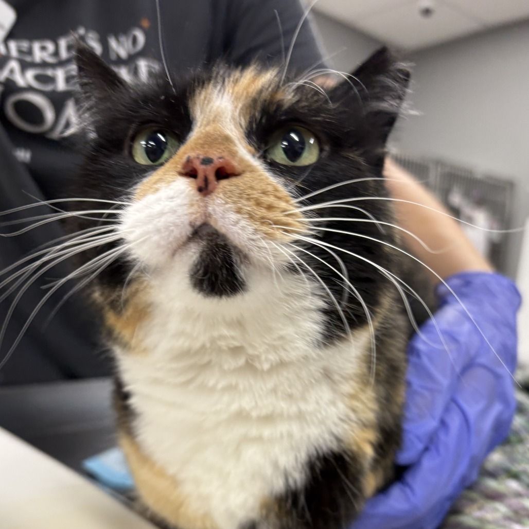 Hello my name is Starburst