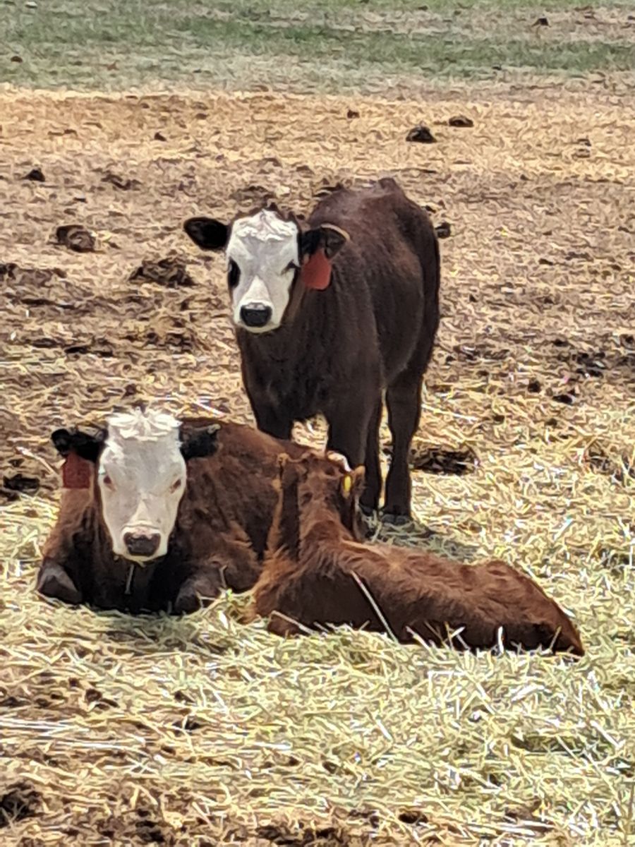 3 Mini Highland/Angus/Hertford Calves