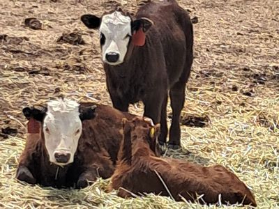 3 Mini Highland/Angus/Hertford Calves