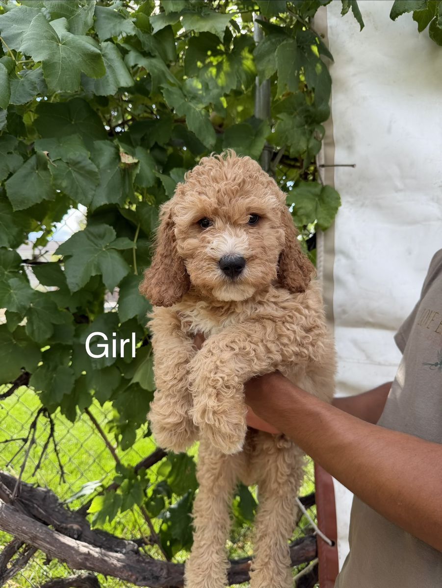 Golden doodle puppies!!