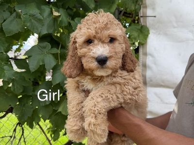 Golden doodle puppies!!