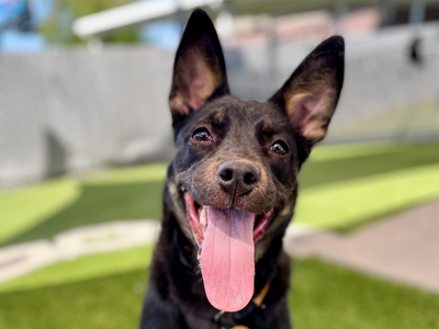 A161901 Ariah is Available for Adoption!