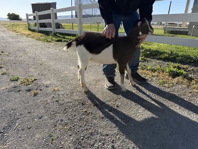 Adga registrable Lamancha doeling