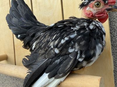 Naked Neck Kikiriki