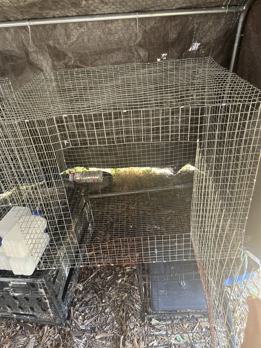 Rabbit cages