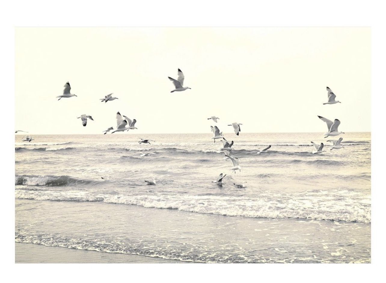 Pottery Barn Coastal Print "Catching the Breeze" (New in Box)