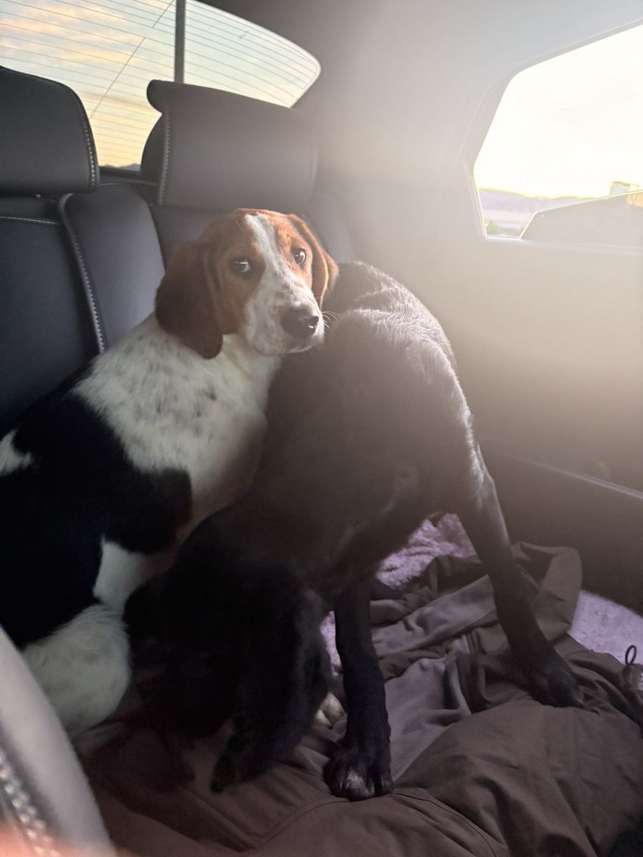 Adorable Puppies for Sale - $350 Each