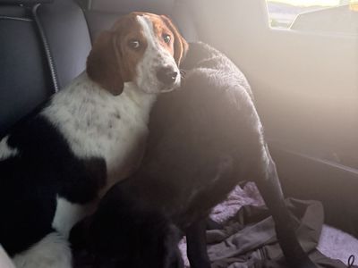 Adorable Puppies for Sale - $350 Each
