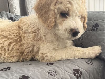 Sweet Snuggly Bernedoodle Boy