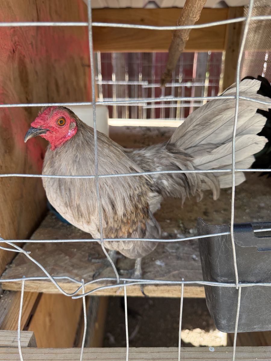 Azteca/ OEGB bantams chickens 