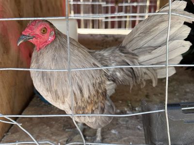 Azteca/ OEGB bantams chickens