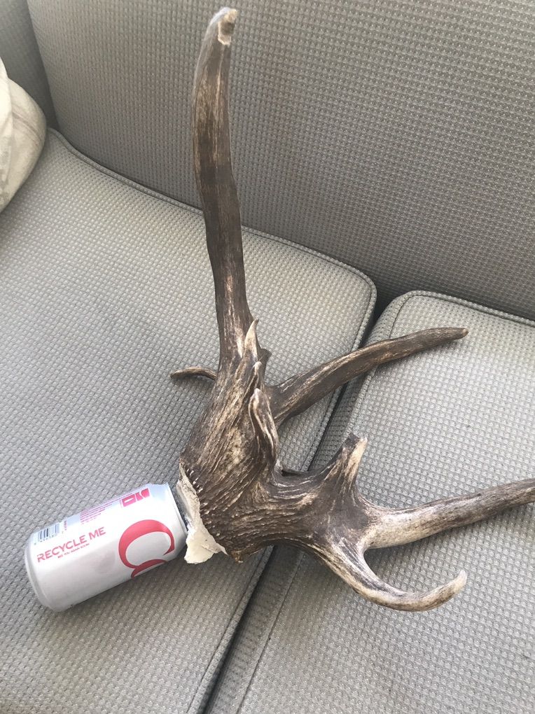 Non Typical Elk Anter