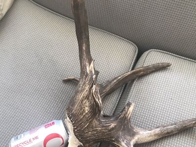 Non Typical Elk Anter