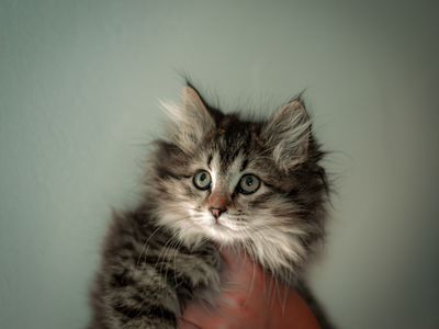 Siberian Forest Kittens