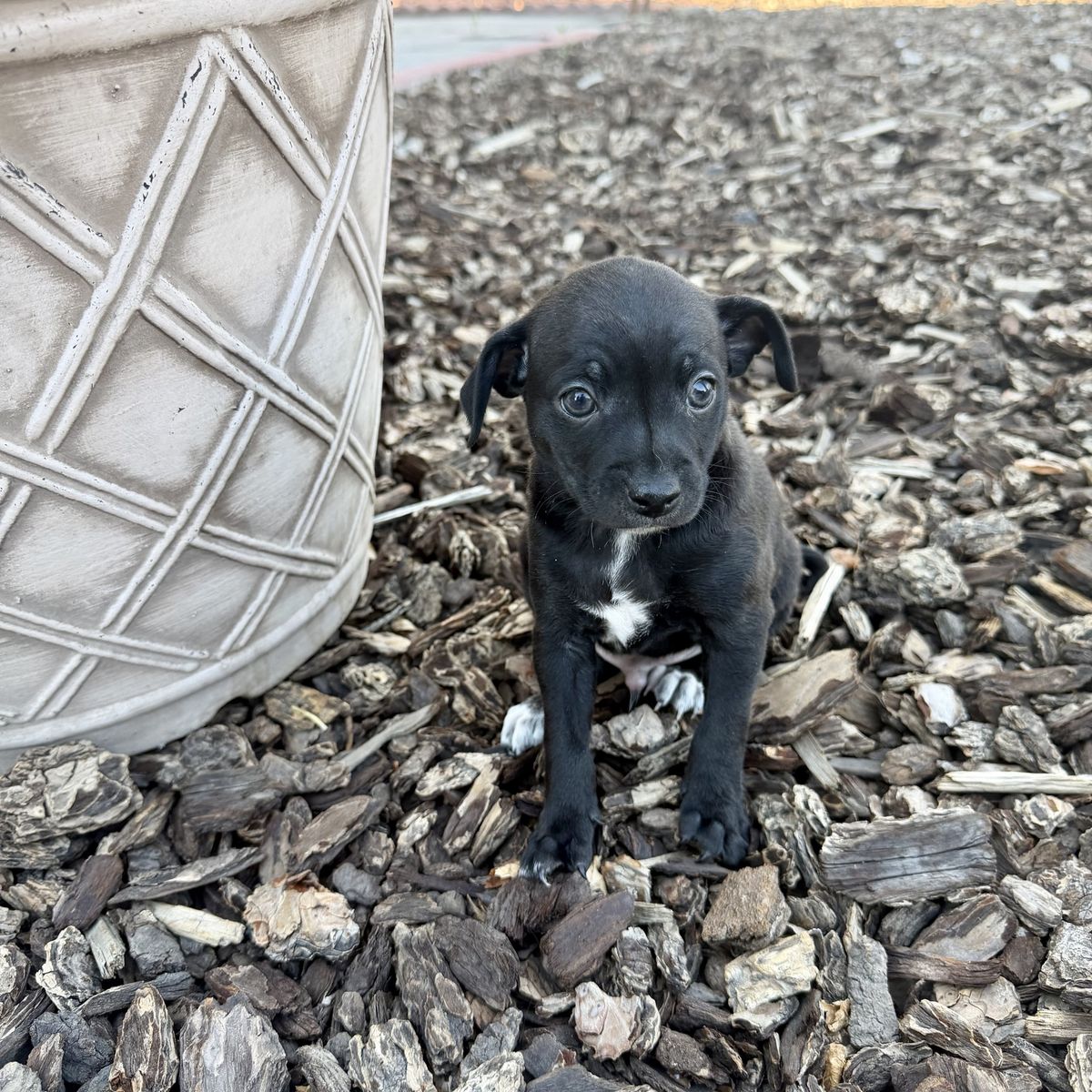 Last Chihuahua Puppy