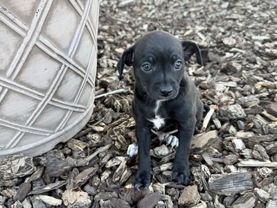 Last Chihuahua Puppy