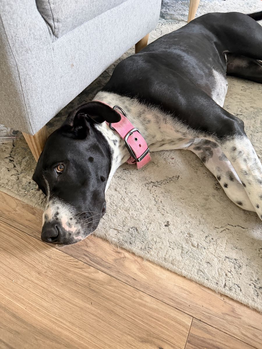 Beautiful Great Dane (F)