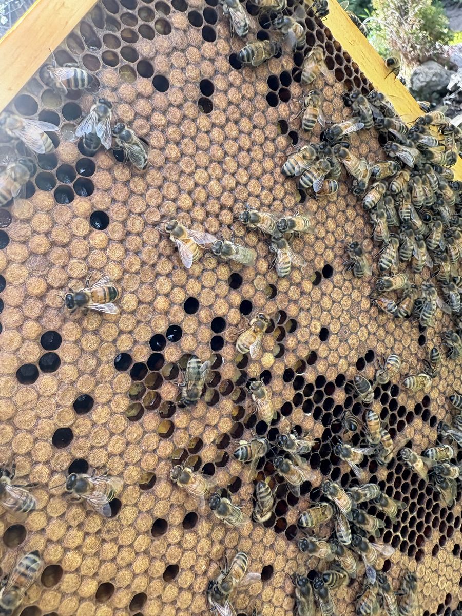 Local Overwinter Honey Bees For Sale