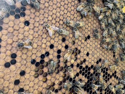 Local Overwinter Honey Bees For Sale